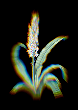 Prism Eucomis Punctata