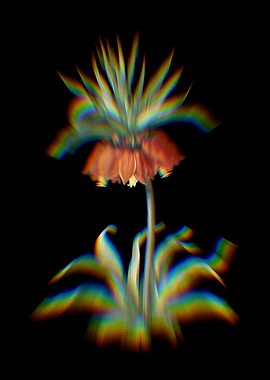 Prism Kaisers Crown Flower