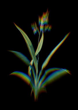 Prism Flax Lilies Flowers