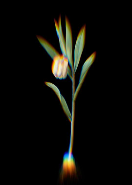 Prism Fritillaria Flowers