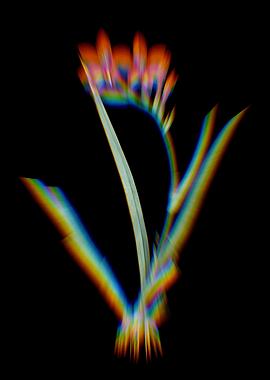 Prism Gladiolus Cardinalis