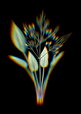 Prism Water Plantain Flora