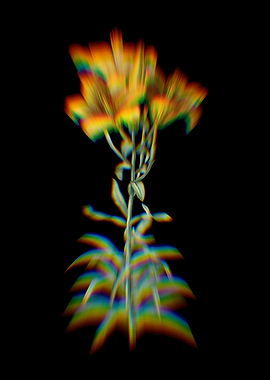Prism Fire Lily Flowers
