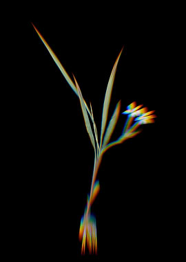 Prism Gladiolus Inclinatus