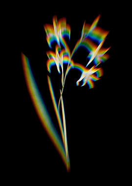 Prism Gladiolus Cuspidatus