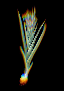 Prism Ferraria Flowers