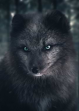 The Silver Fox