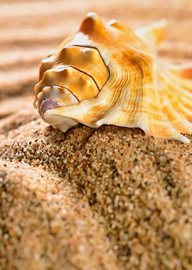 Sea Shell On The Sandy Bea