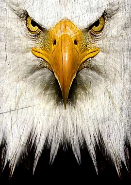 Eagle on the Wood
