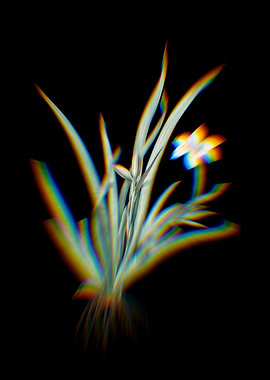 Prism Fortnight Lily Flora