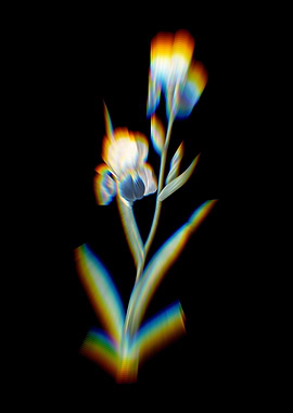 Prism Elder Scented Iris