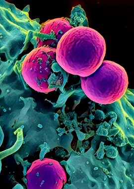 Microscopic organisms