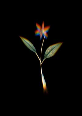 Prism Erythronium Flowers