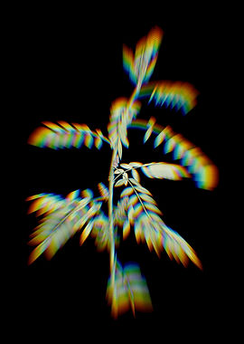 Prism Indigo Plant Flowers