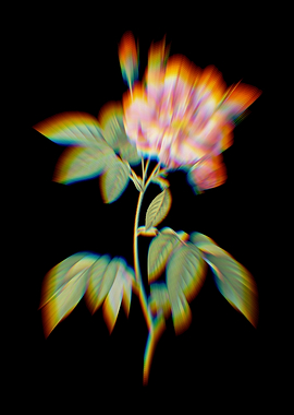 Prism Variegated Rose