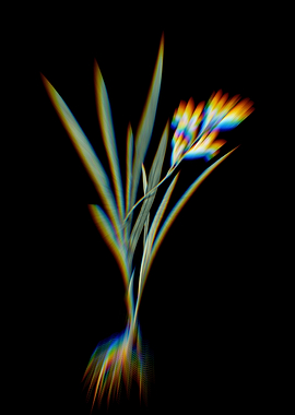 Prism Gladiolus Flowers