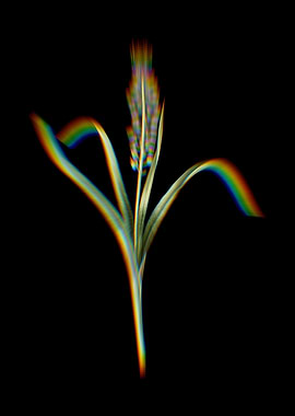 Prism Grape Hyacinth