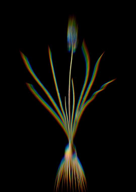 Prism Grape Hyacinth