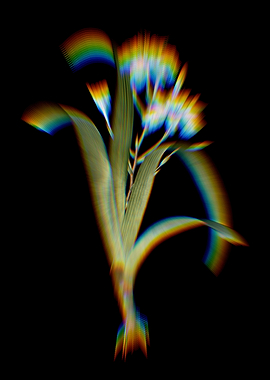 Prism Iris Fimbriata