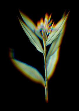 Prism Globba Erecta Flower