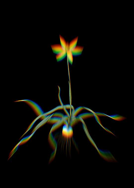 Prism Hypoxis Stellata