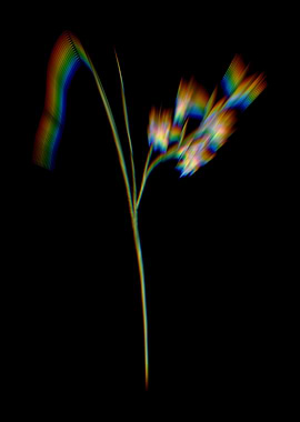 Prism Gladiolus Ringens