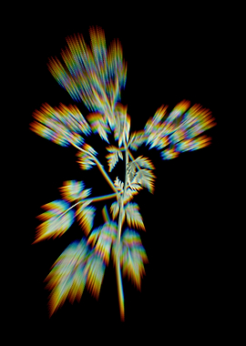 Prism Hemlock Flowers