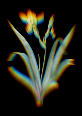 Prism Hungarian Iris