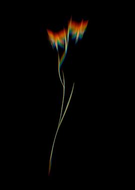 Prism Gladiolus Watsonius