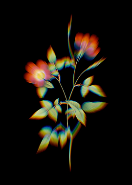 Prism Stelligera Rose