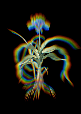 Prism Iris Scorpiodes