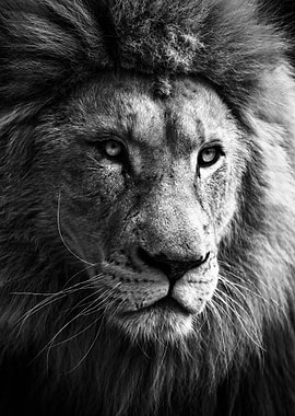 lion king head poster