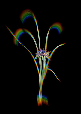 Prism Grass Leaved Iris
