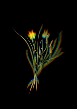 Prism Gold Blue Eye Grass