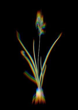 Prism Hyacinthus Viridis