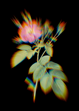 Prism Harsh Downy Rose