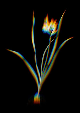 Prism Gladiolus Lineatus