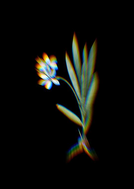 Prism Gladiolus Plicatus