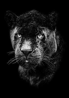 black panther head poster