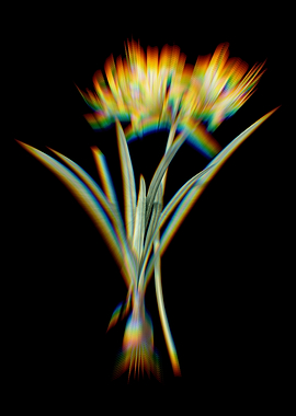 Prism Gold Hurricane Lily