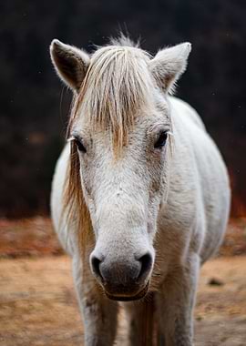 Pony