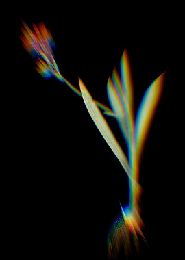 Prism Gladiolus Mucronatus