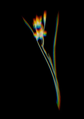 Prism Gladiolus Flowers