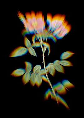 Prism Lady Monson Rose