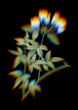 Prism Lady Banks Rose