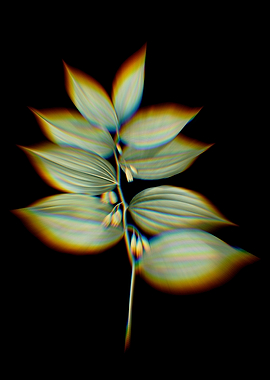 Prism King Solomons Seal