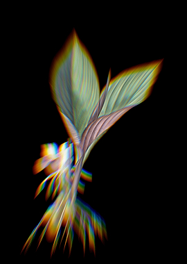 Prism Koemferia Longa