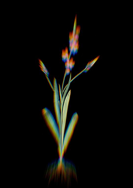 Prism Ixia Scillaris