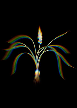 Prism Lachenalia Angusti