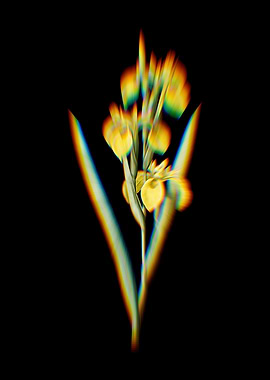 Prism Irises